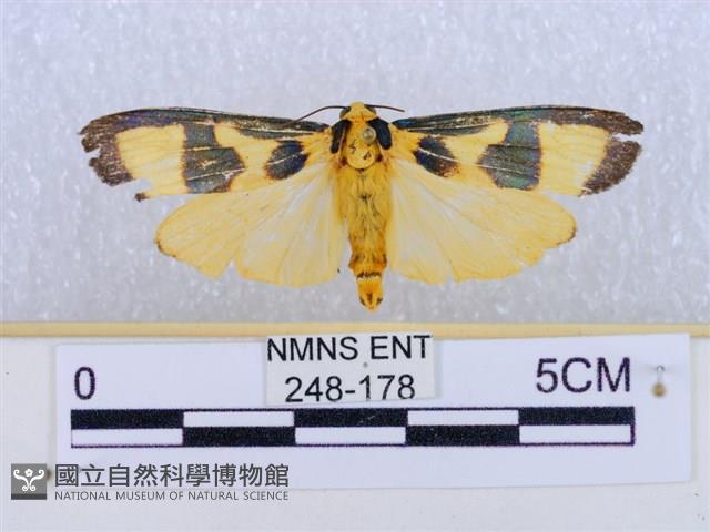 閃光苔蛾藏品圖，第1張