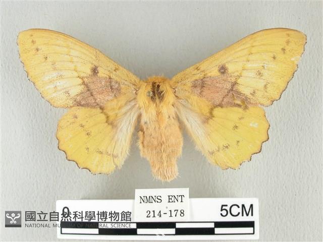 青枯葉蛾藏品圖，第1張