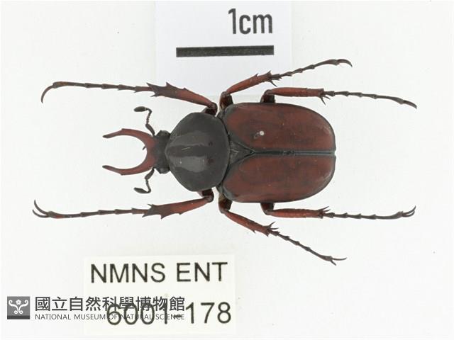 下村角金龜藏品圖，第1張