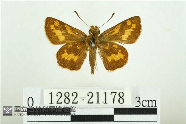 黃斑弄蝶藏品圖，第1張