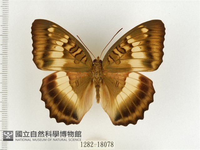 臺灣翠蛺蝶藏品圖，第1張