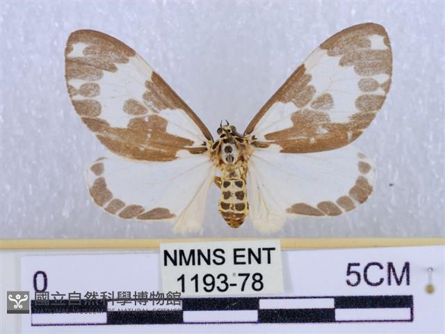 後凸蝶燈蛾藏品圖，第1張