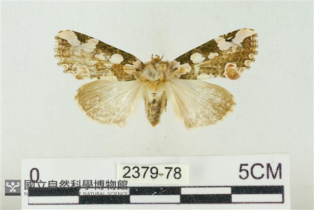 連珠波紋蛾藏品圖，第1張