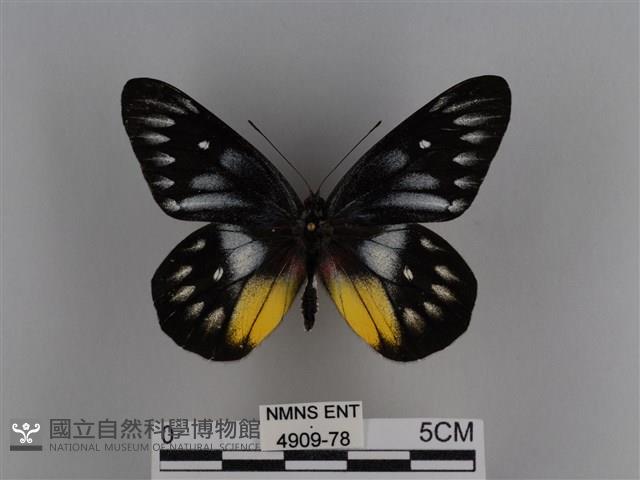 豔粉蝶藏品圖，第1張