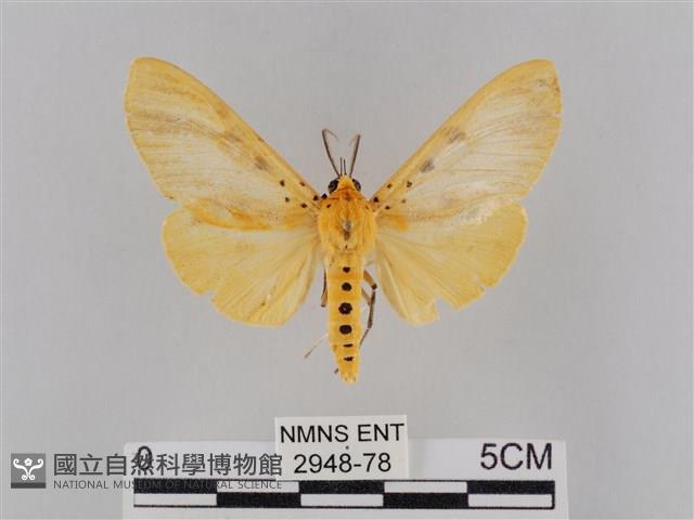 橙擬燈蛾藏品圖，第1張