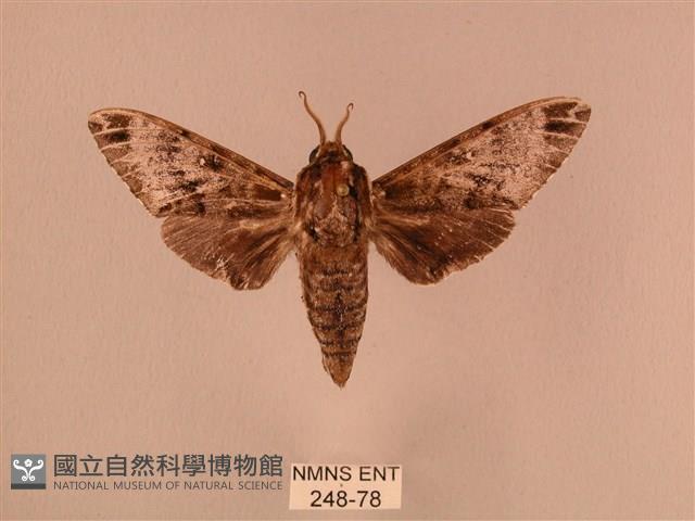 白星天蛾藏品圖，第1張