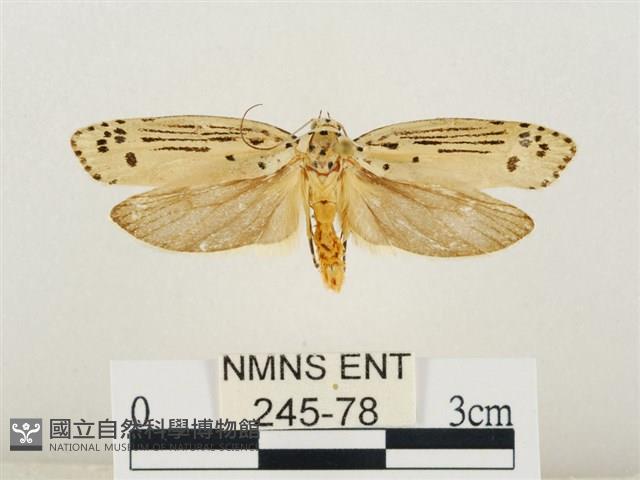 線紋篩蛾藏品圖，第1張