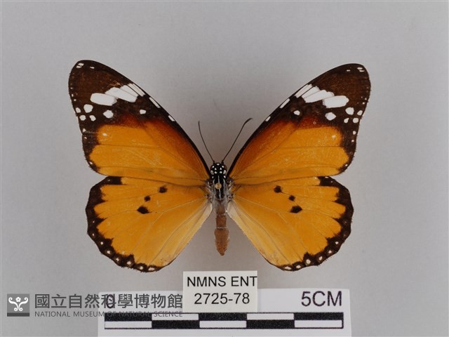 樺斑蝶藏品圖，第1張