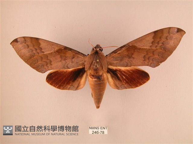 波紋豆天蛾藏品圖，第1張