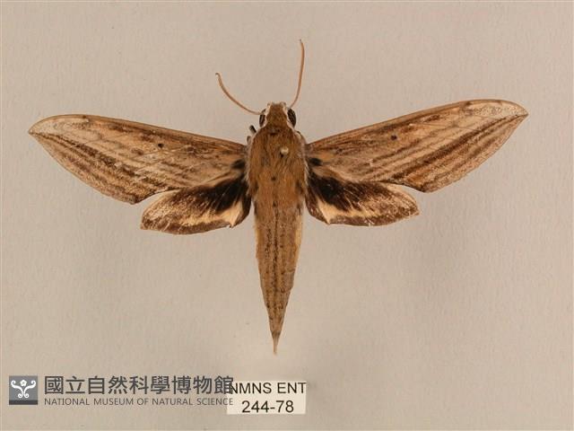 背線天蛾藏品圖，第1張