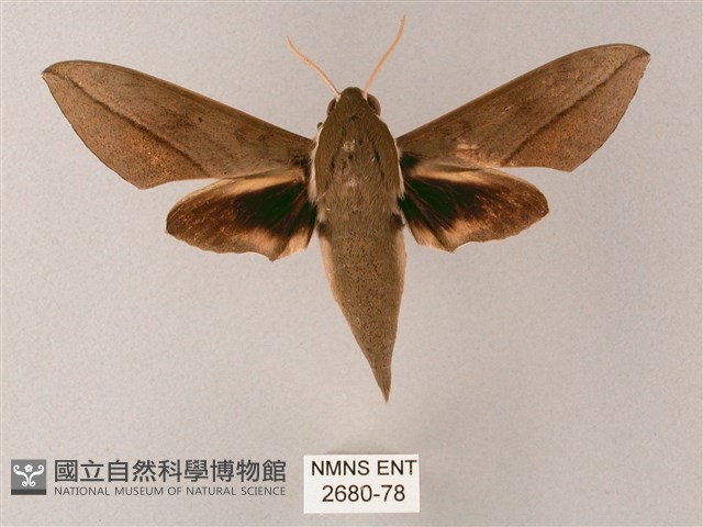 藏斜紋天蛾藏品圖，第1張