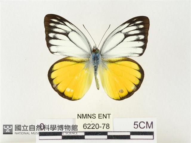 黃裙脈粉蝶藏品圖，第1張