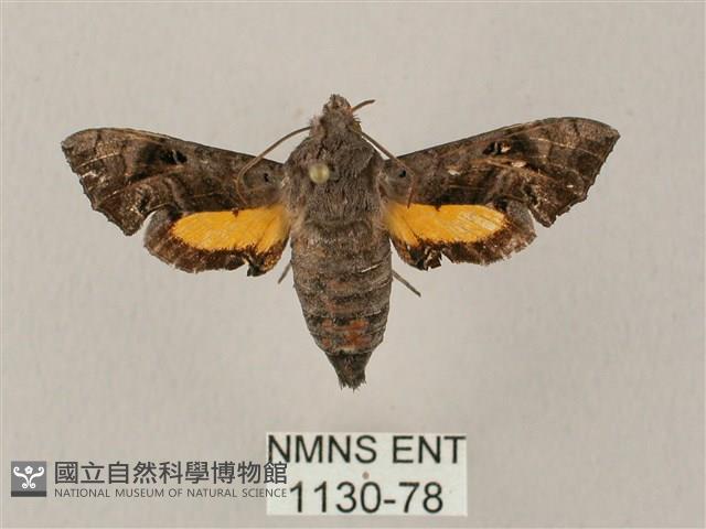 凹緣天蛾藏品圖，第1張