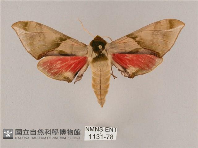 榆綠天蛾藏品圖，第1張