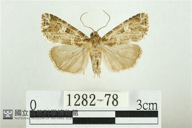 白斑散紋夜蛾藏品圖，第1張