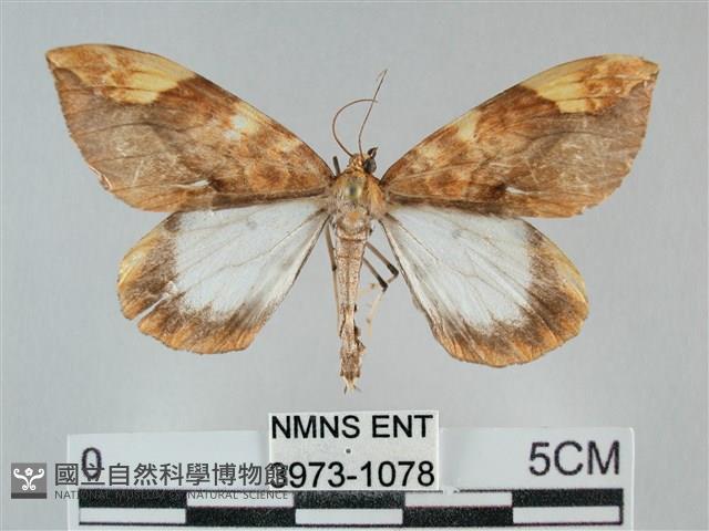 枯葉尺蛾藏品圖，第1張