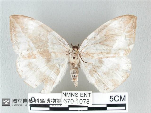 圓翅大鉤蛾藏品圖，第1張