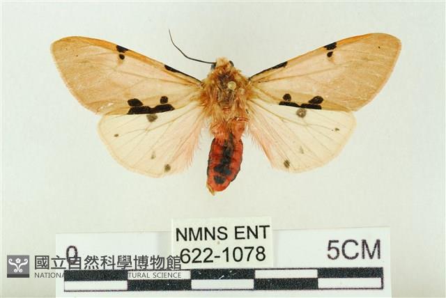 棍棒污燈蛾藏品圖，第1張