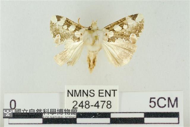 連珠波紋蛾藏品圖，第1張