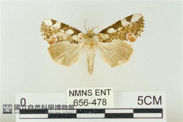 連珠波紋蛾藏品圖，第1張