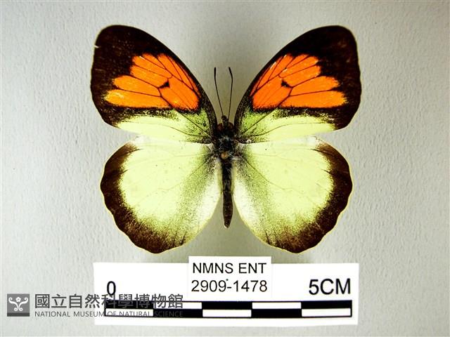 異粉蝶、雌白黃蝶藏品圖，第1張