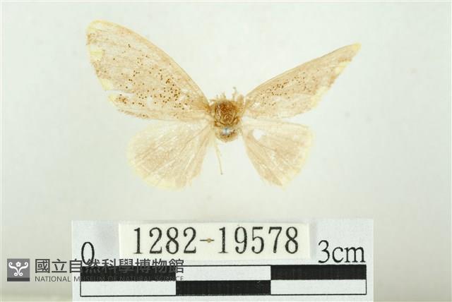 黑翅黃毒蛾藏品圖，第1張