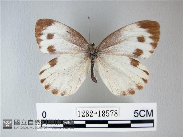 緣點白粉蝶藏品圖，第1張