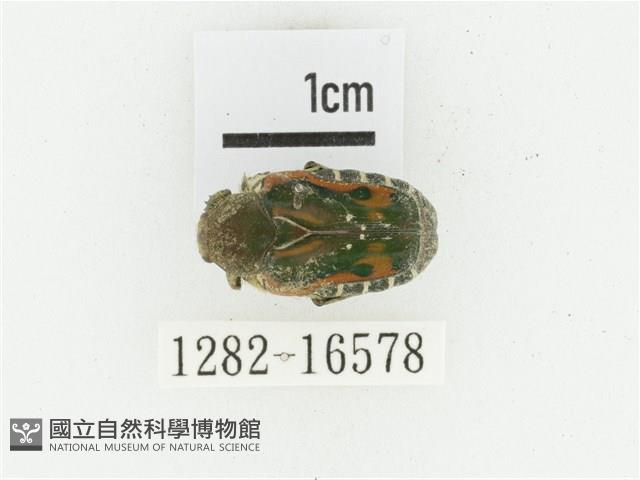 黑斑陷紋金龜藏品圖，第1張