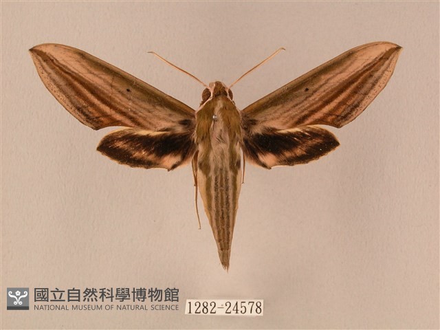 棕綠背線天蛾藏品圖，第1張