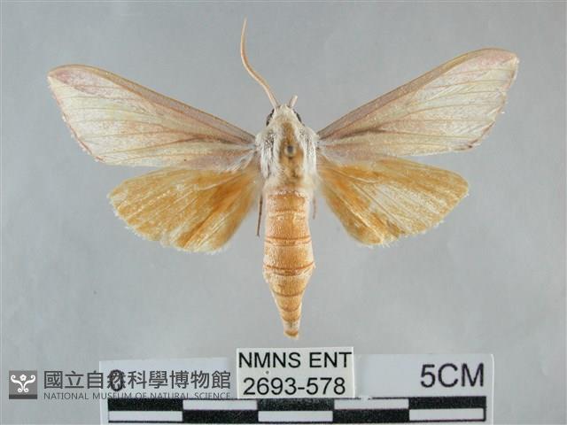 雙黃條天蛾藏品圖，第1張