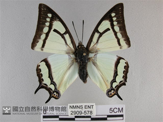 小雙尾蛺蝶藏品圖，第1張
