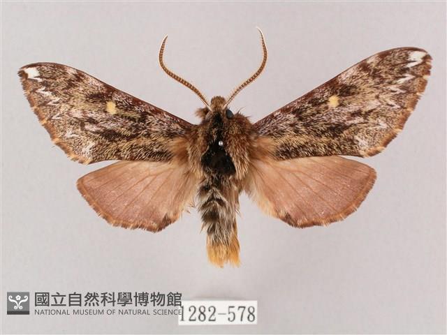 井上氏絨毛天蛾藏品圖，第1張