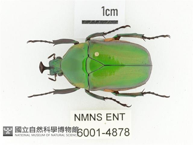 臺灣扇角金龜藏品圖，第1張