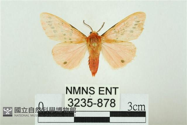 三條橙燈蛾藏品圖，第1張
