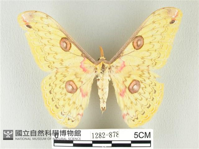 黃豹天蠶蛾藏品圖，第1張