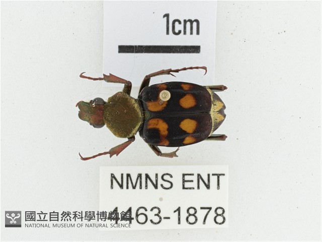 黃肩長腳花金龜藏品圖，第1張