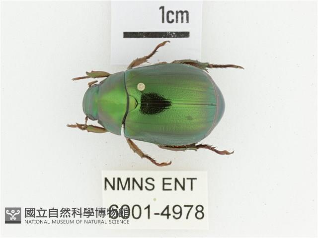 綠艷金龜藏品圖，第1張