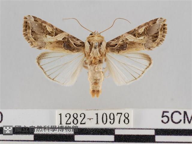 斜紋夜盜蛾藏品圖，第1張