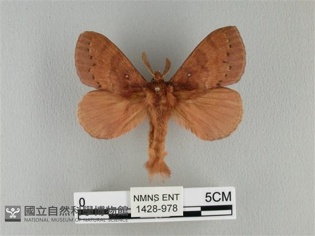 波紋枯葉蛾藏品圖，第1張