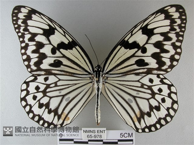 大白斑蝶藏品圖，第1張