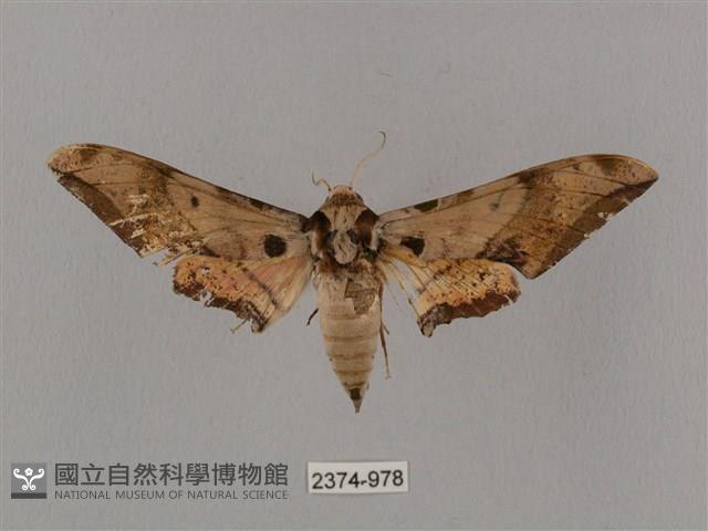 廣東鷹翅天蛾藏品圖，第1張