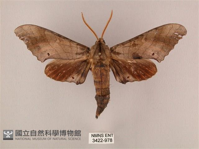 栗六點天蛾藏品圖，第1張