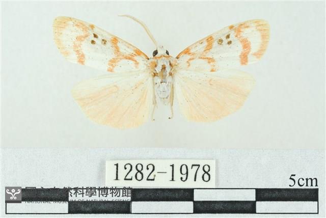 臺雪苔蛾藏品圖，第1張