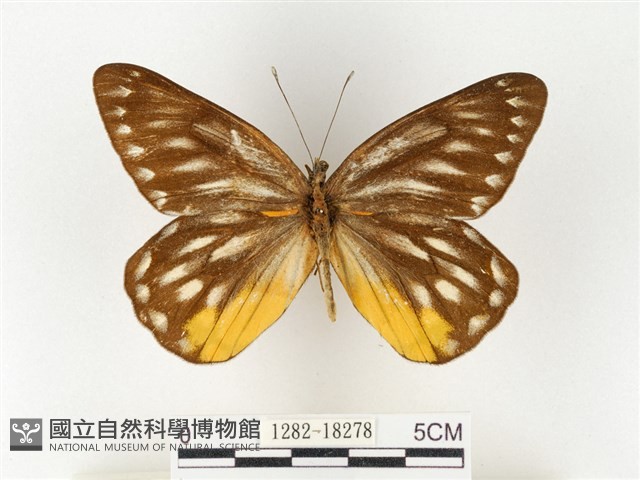 黃裙豔粉蝶藏品圖，第1張