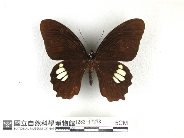 無尾白紋鳳蝶藏品圖，第1張