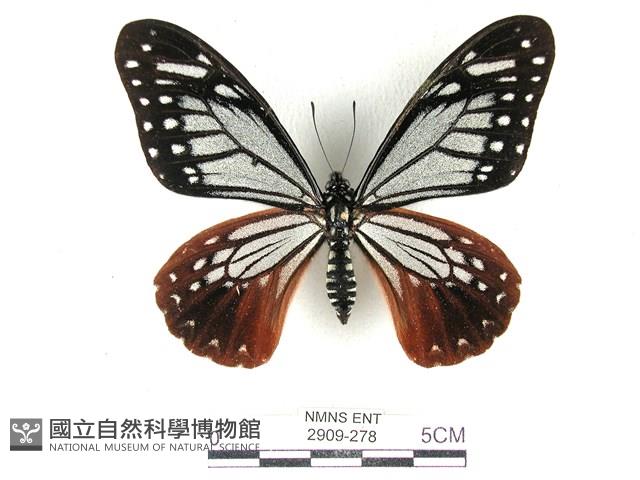 斑鳳蝶藏品圖，第1張