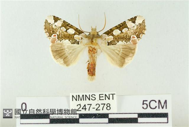 連珠波紋蛾藏品圖，第1張