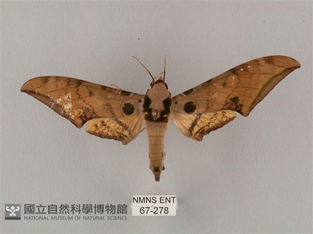 裂斑鷹翅天蛾藏品圖，第1張