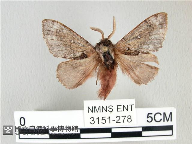 銀肩枯葉蛾藏品圖，第1張