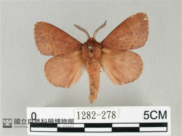 馬尾松枯葉蛾藏品圖，第1張